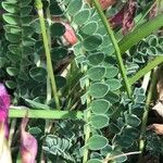 Astragalus monspessulanus Leaf