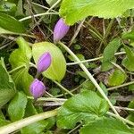 Crocus speciosus Habitus