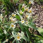 Tulipa turkestanica Flor