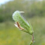 Lathyrus hirsutus Vaisius