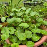 Hydrocotyle umbellata List