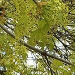 Acer macrophyllum Квітка