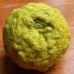 Citrus hystrix Frucht