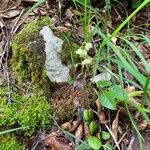 Pyrola chlorantha Habitat