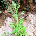Gamochaeta purpurea List