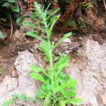 Gamochaeta purpurea Leaf