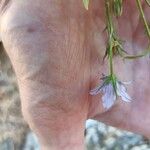 Campanula phrygia