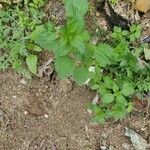 Urtica membranacea Листок