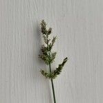 Polypogon viridis Flower