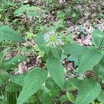 Monarda clinopodia Fiore