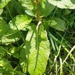 Rumex obtusifoliusYaprak