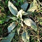 Verbascum boerhavii Hoja