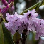 Rhododendron anthosphaerum Кветка