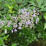 Vitex trifoliaFlor