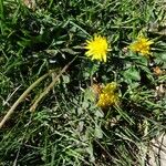 Taraxacum dissectum Хабит