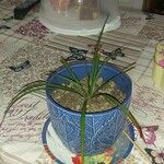 Dracaena reflexaᱥᱟᱠᱟᱢ