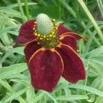 Ratibida columnifera Flower