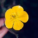 Ranunculus illyricus Flower