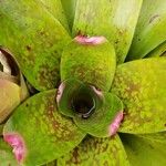 Neoregelia farinosa Fuelha