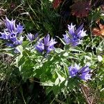 Gentiana asclepiadeaKukka