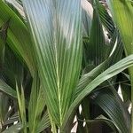 Cocos nucifera পাতা