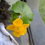 Ranunculus thora Bloem