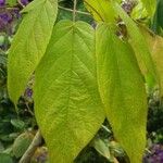 Handroanthus chrysanthus 叶