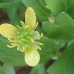 Ranunculus parviflorus Virág