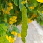 Senna surattensis Fruit