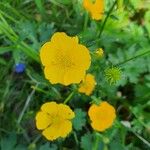 Ranunculus macrophyllusFlower