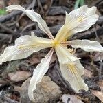 Iris purdyi 花
