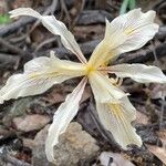 Iris purdyi Flor