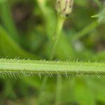 Daucus pusillus Casca