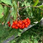 Sorbus aucupariaFruit