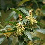 Quercus affinis Fiore