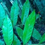 Cupania rubiginosa Φύλλο