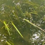 Zostera marina Folha