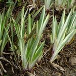 Iris pallida Leaf