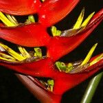 Heliconia lankesteri Floare
