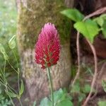 Trifolium incarnatumBlüte