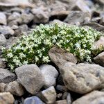 Galium pyrenaicumHabitus