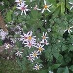 Symphyotrichum cordifolium Flower