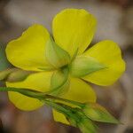 Diatelia tuberaria 花