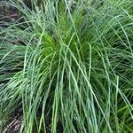 Carex stricta Leaf