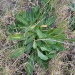 Hypochaeris glabra Leaf