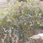 Celtis africana Blatt