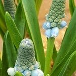 Muscari botryoides Hoja