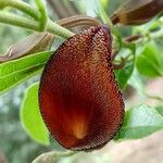 Aristolochia maxima Flor