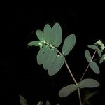 Euphorbia hyssopifolia Blatt