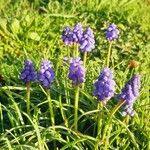 Muscari armeniacumКвітка